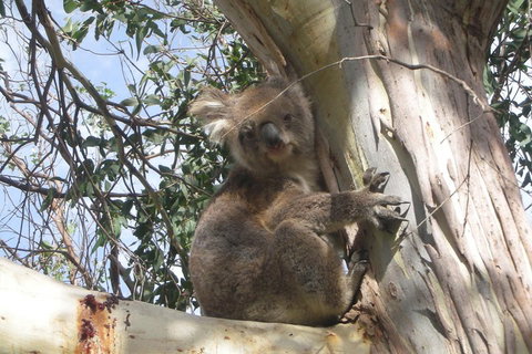 Small-Group Great Ocean Road Classic Day Tour From Melbourne - Attractions Brisbane 1