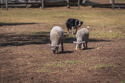Small-Group Phillip Island Penguin Parade Day Tour From Melbourne - Attractions Brisbane 2