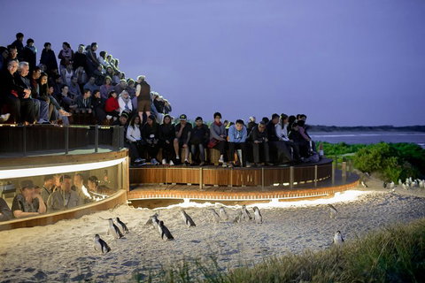 Small-Group Phillip Island Penguin Parade Day Tour From Melbourne - Attractions Brisbane 3