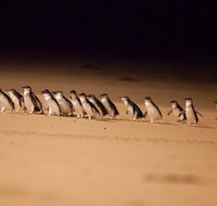 Phillip Island Penguin Parade Express Tour from Melbourne - Attractions Brisbane