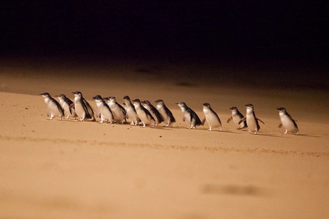 Phillip Island Penguin Parade Express Tour From Melbourne - Attractions Brisbane 0