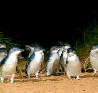 Puffing Billy Moonlit Sanctuary  Penguins Day Tour - Attractions Brisbane