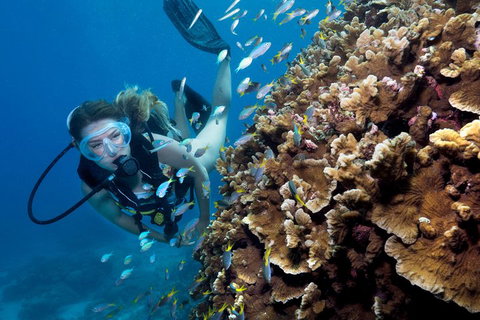 Great Barrier Reef Diving And Snorkeling Cruise From Cairns - Attractions Brisbane 1