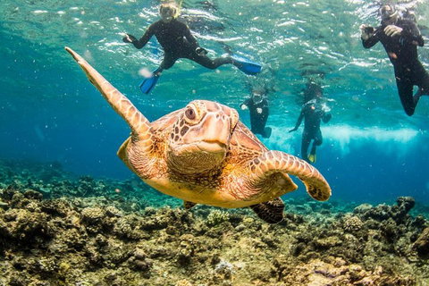 Great Barrier Reef Diving And Snorkeling Cruise From Cairns - Attractions Brisbane 3