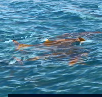 Roebuck Bay Snubfin Dolphin Cruise - Attractions Brisbane