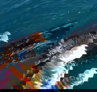 AOC Whale Watching from Broome - Attractions Brisbane