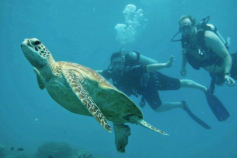 Ocean Freedom Great Barrier Reef Personal Luxury Snorkel & Dive Cruise, Cairns - Attractions Brisbane 4