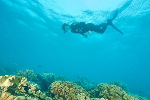 Ocean Freedom Great Barrier Reef Personal Luxury Snorkel & Dive Cruise, Cairns - Attractions Brisbane 5