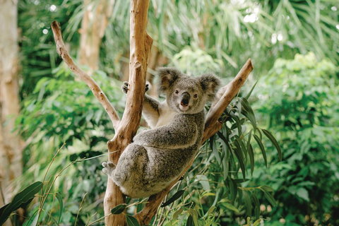 Full-Day Small-Group History And Heritage Tour Of Brisbane City - Attractions Brisbane 2