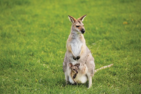 Full-Day Small-Group History And Heritage Tour Of Brisbane City - Attractions Brisbane 4