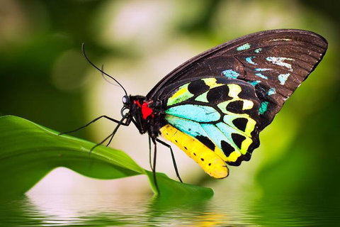 Australian Butterfly Sanctuary - Attractions Brisbane 4