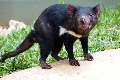 Kuranda Highlights Including Rainforestation Aboriginal Culture And Wildlife - Attractions Brisbane 3