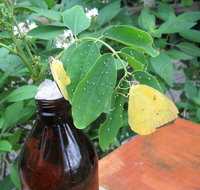 Australian Butterfly Sanctuary- Virtual Interactive Tour With Private Guide - Attractions Brisbane