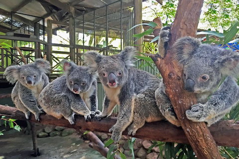Best Of Kuranda Including Skyrail, Kuranda Scenic Railway And Rainforestation - Attractions Brisbane 4