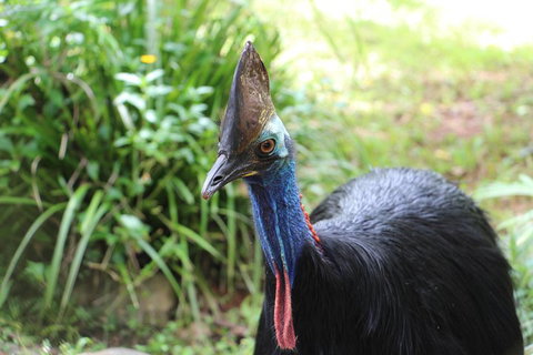 Kuranda Rainforestation Nature Park Ticket (BNP) - Attractions Brisbane 3