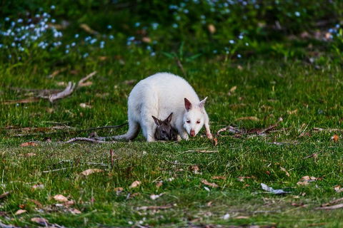 Bruny Island Traveller - Gourmet Tasting And Sightseeing Day Trip From Hobart - Attractions Brisbane 3