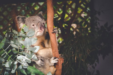 Small-Group Blue Mountains Day Trip From Sydney With Wildlife Park - Attractions Brisbane 2
