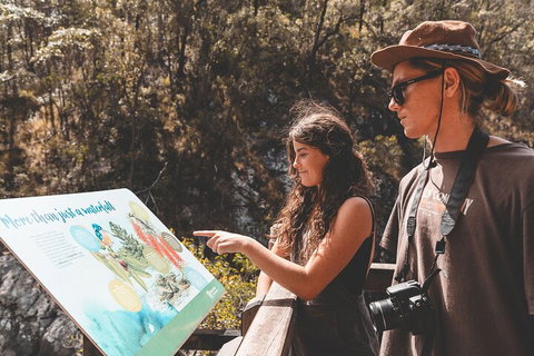 Springbrook AndTamborine Rainforest Tour Incl Natural Bridge And Glow Worm Cave - Attractions Brisbane 0