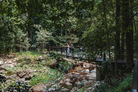 Springbrook AndTamborine Rainforest Tour Incl Natural Bridge And Glow Worm Cave - Attractions Brisbane 3