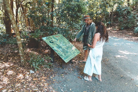 Springbrook AndTamborine Rainforest Tour Incl Natural Bridge And Glow Worm Cave - Attractions Brisbane 5