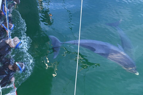Dolphin Cruise From Adelaide With Optional Dolphin Swim - Attractions Brisbane 0