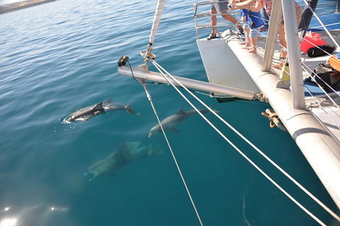 Dolphin Cruise From Adelaide With Optional Dolphin Swim - Attractions Brisbane 1