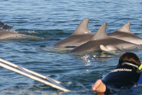 Dolphin Cruise From Adelaide With Optional Dolphin Swim - Attractions Brisbane 2