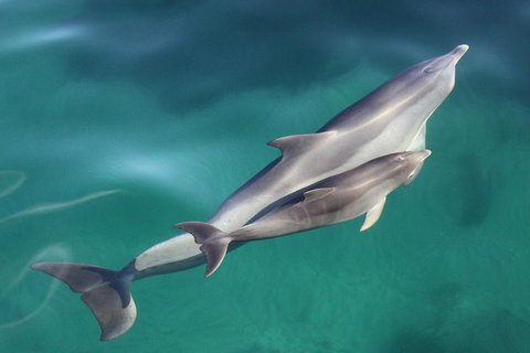 Dolphin Cruise From Adelaide With Optional Dolphin Swim - Attractions Brisbane 4