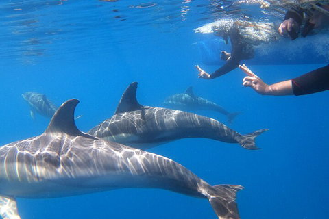 Dolphin Cruise From Adelaide With Optional Dolphin Swim - Attractions Brisbane 5