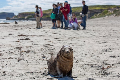 Kangaroo Island In A Day Tour From Adelaide - Attractions Brisbane 0