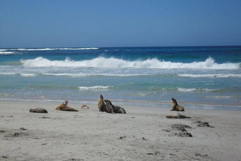 Kangaroo Island In A Day Tour From Adelaide - Attractions Brisbane 1