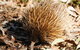 Kangaroo Island In A Day Tour From Adelaide - thumb 2