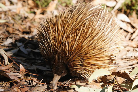 Kangaroo Island In A Day Tour From Adelaide - Attractions Brisbane 2