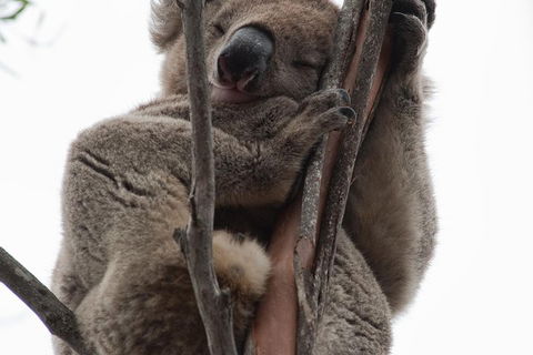 2-Day Kangaroo Island 4WD Small-Group Tour From Adelaide - Attractions Brisbane 0
