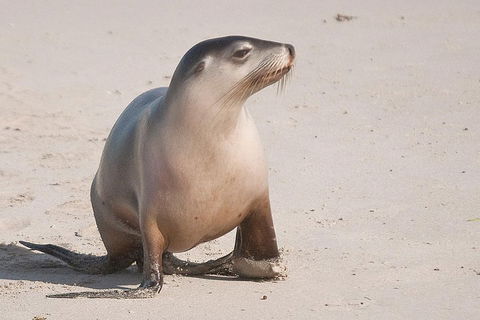 2-Day Kangaroo Island 4WD Small-Group Tour From Adelaide - Attractions Brisbane 4