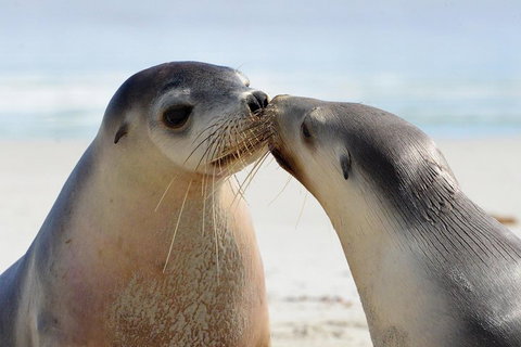 2 Day Ultimate Kangaroo Island With Return Ferry - Attractions Brisbane 2