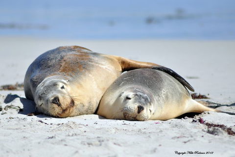 NEW TOUR - Kangaroo Island Road To Recovery Tour (1 Day/1 Night) - Attractions Brisbane 1