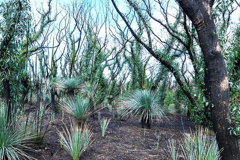 NEW TOUR - Kangaroo Island Road To Recovery Tour (1 Day/1 Night) - Attractions Brisbane 3