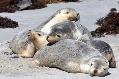 Small-Group Kangaroo Island 4WD Tour From Adelaide - Attractions Brisbane 1