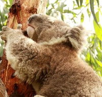 Small-Group Phillip Island Day Trip from Melbourne - Attractions Brisbane