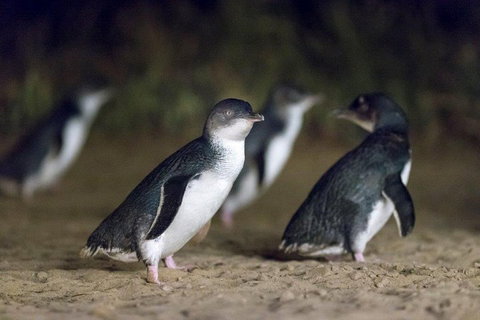 Small-Group Phillip Island Day Trip From Melbourne - Attractions Brisbane 5