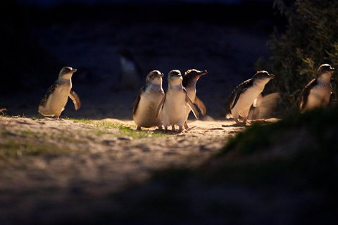 Melbourne City Tour And Phillip Island In One Day - Attractions Brisbane 4