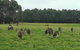 Private Tour: Great Ocean Road From Melbourne - thumb 4