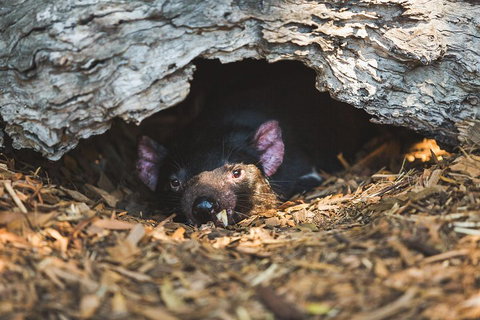 Private Tour: Phillip Island, Penguin Parade And Moonlit Sanctuary Conservation Park From Melbourne - Attractions Brisbane 0