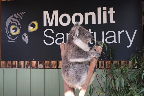Private Tour: Phillip Island, Penguin Parade And Moonlit Sanctuary Conservation Park From Melbourne - Attractions Brisbane 3