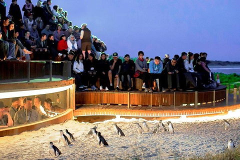 Private Tour: Phillip Island, Penguin Parade And Moonlit Sanctuary Conservation Park From Melbourne - Attractions Brisbane 4