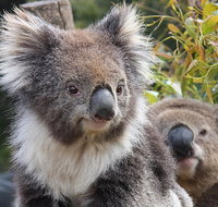 Kuranda Koala Gardens and Birdworld Admission Tickets - Attractions Brisbane