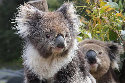 Kuranda Koala Gardens And Birdworld Admission Tickets - Attractions Brisbane 0