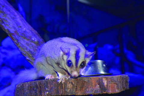 Kuranda Koala Gardens And Birdworld Admission Tickets - Attractions Brisbane 1