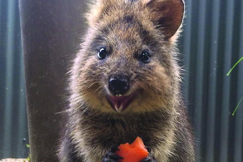 Kuranda Koala Gardens And Birdworld Admission Tickets - Attractions Brisbane 2